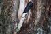 Нож туристический с деревянной рукоятью и нейлоновым чехлом Ножемир Ирбис H-233